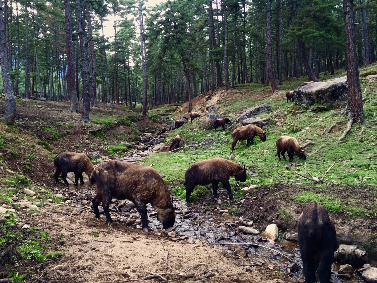 6 Days Tour Bhutan By Land